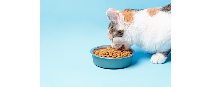 Feline Diets
